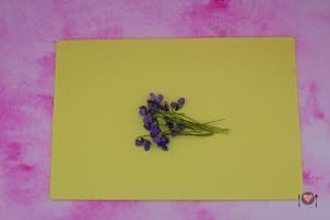 La foto raffigurante la raccolta delle violette per la preparazione delle violette candite
