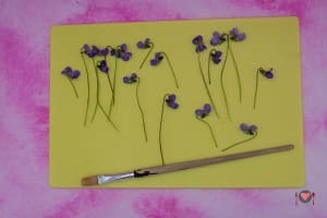 La foto raffigurante i fiori bagnati con l'albume per la preparazione delle violette candite